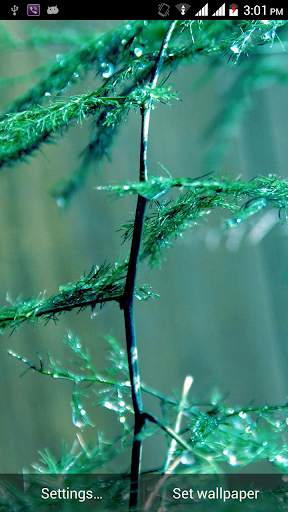 Bamboo live Wallpapers screenshot 7