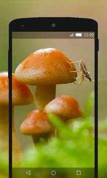 Mushroom Wallpapers HD (backgrounds & themes) screenshot 2