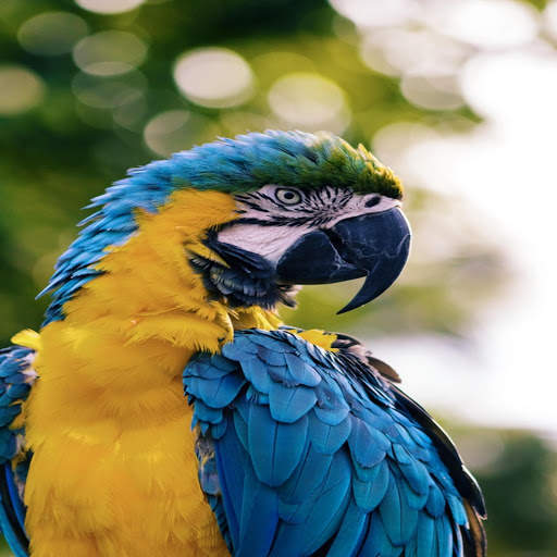 Birds Puzzle And Jigsaw screenshot 8