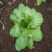 Spinach Recipes icon