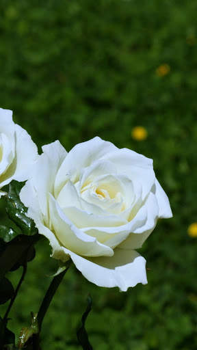 Spring Wallpapers : backgrounds hd screenshot 7