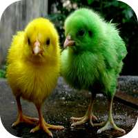 Chicks Wallpapers on 9Apps