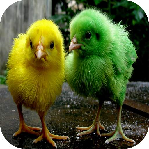 Chicks Wallpapers 1.8