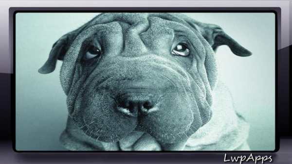 Shar Pei Wallpaper screenshot 4