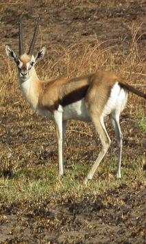 Gazelle wallpapers screenshot 4