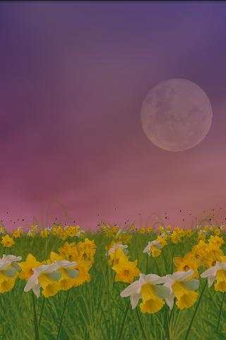 Daffodils Free Live Wallpaper screenshot 6