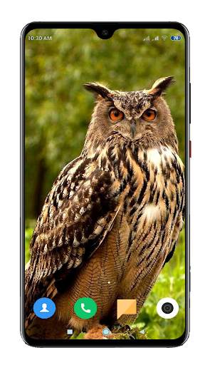 Owl Wallpaper HD screenshot 4