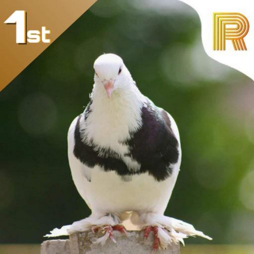 تطبيق الجناية | app poultry (النسخة التجريبية) أيقونة