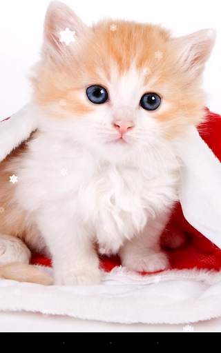 Christmas Cat Live Wallpaper screenshot 2