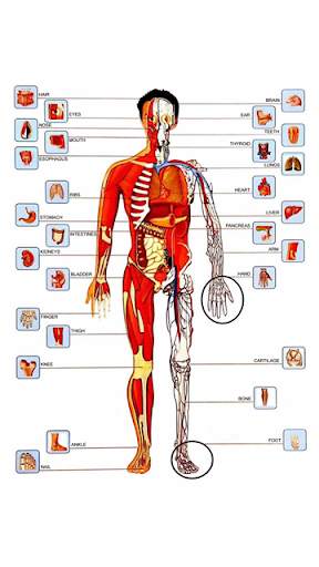 Kids Learning My Body Parts screenshot 14