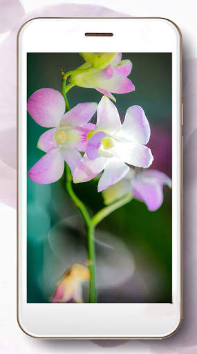 Music Orchid screenshot 4
