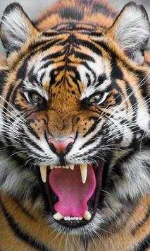 Dangerous Tiger wallpaper screenshot 2