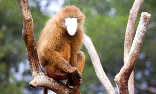 Funny Monkey Photo Montage screenshot 6