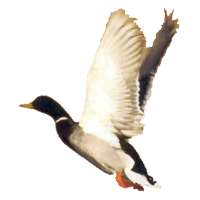 Duck Call Free