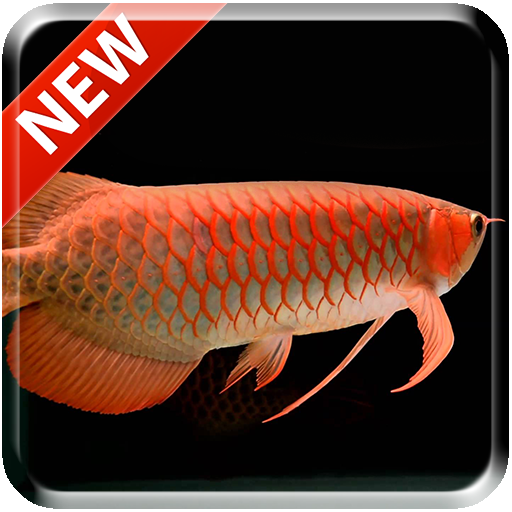 ikon New Arowana 3D Live Wallpaper