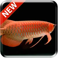 New Arowana 3D Live Wallpaper