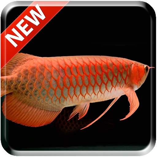 New Arowana 3D Live Wallpaper 1.0