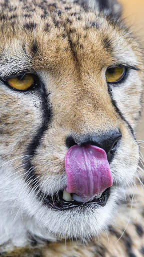 Cheetah Wallpapers : backgrounds hd screenshot 5