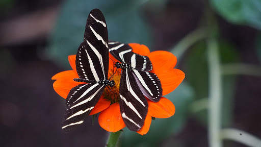 Butterfly Wallpapers HD & 4k Backgrounds screenshot 21