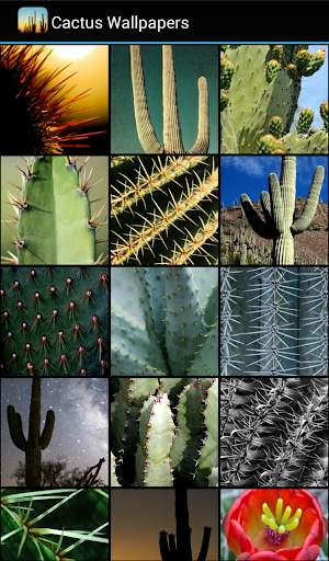 🌵 Cactus Wallpapers screenshot 2