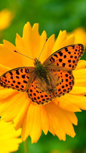 Butterfly Video Live Wallpaper screenshot 7