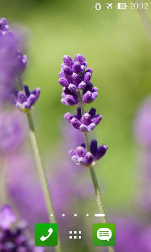 LavenderBG: Lavender Wallpaper screenshot 9