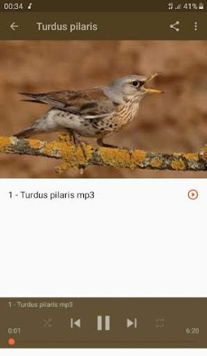 Song Thrush screenshot 6