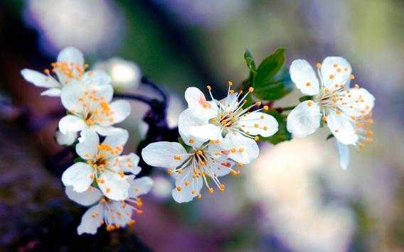 Apples Flowers live wallpaper screenshot 6