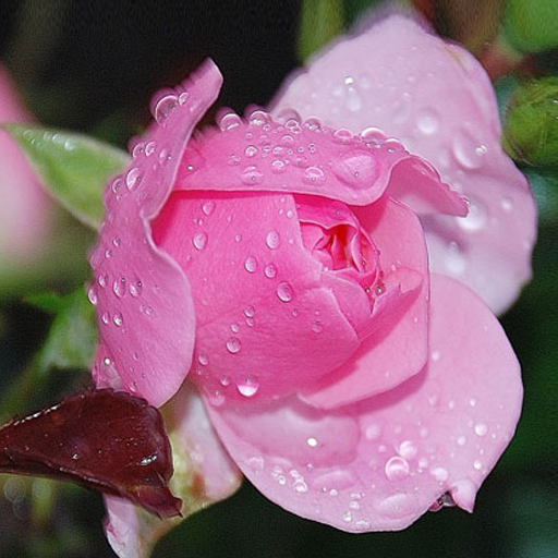 Rose icon