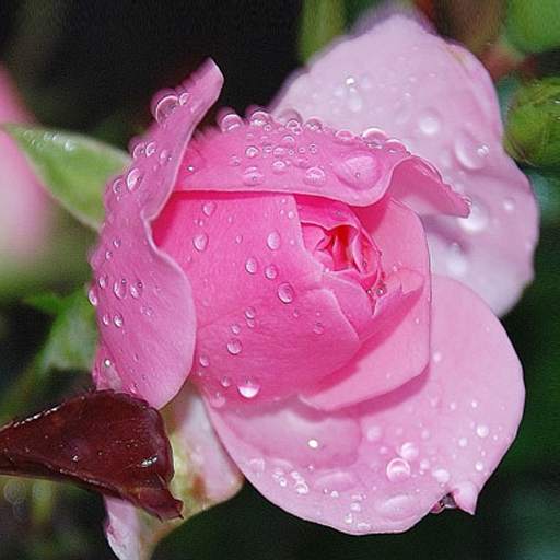 Rose 1.0.1
