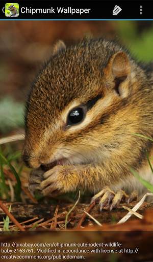 Chipmunk Wallpaper screenshot 6