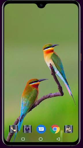 Bird Wallpaper screenshot 3