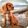 Puppy Songs live wallpaper 1.4