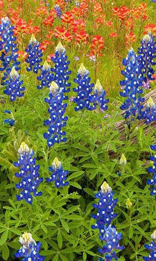 Nature Flowers Wallpaper screenshot 2