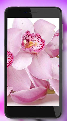 Orchids Photo screenshot 5