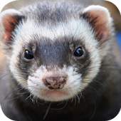 Ferret Wallpapers 2.0