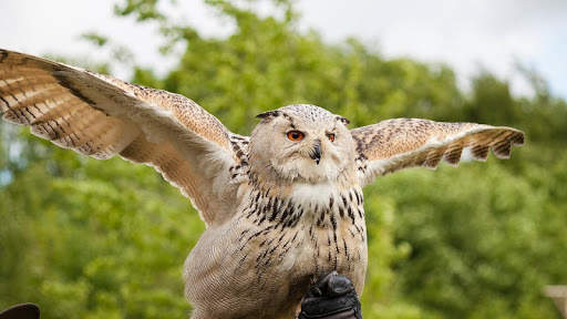 Owl Wallpaper screenshot 10