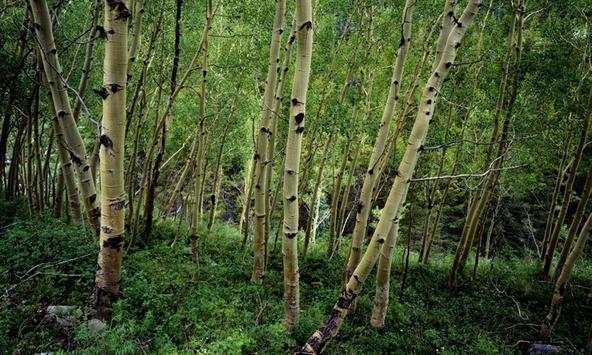 Birch wallpapers screenshot 2