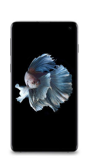 Fish Wallpaper screenshot 8
