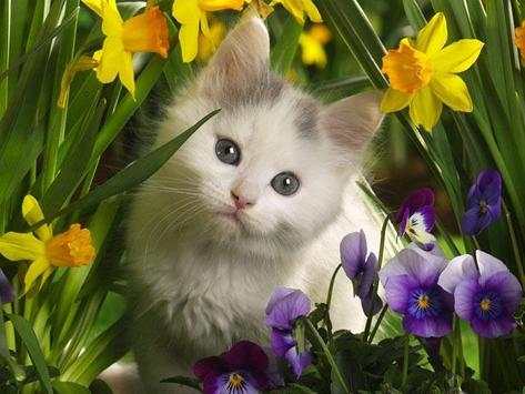 Download Beautiful Wallpapers screenshot 2
