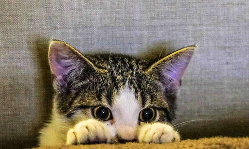 Sassy Cat Live Wallpaper screenshot 11