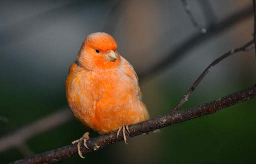 Canary Bird Wallpapers HD screenshot 7