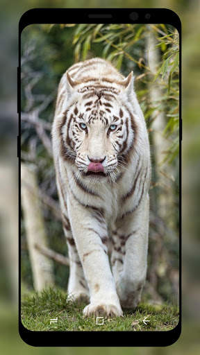 White Tiger Wallpaper HD screenshot 8