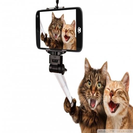 Hot Funny Cute Cats Wallpapers icon