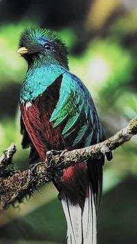 Beautiful Birds Wallpapers HD screenshot 18