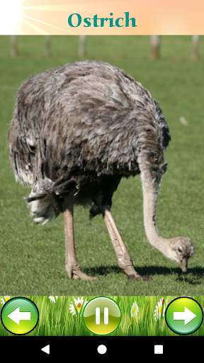 Bird Sounds 4 تصوير الشاشة