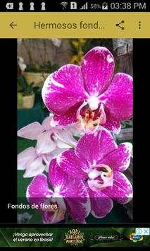 Fondos de flores screenshot 3