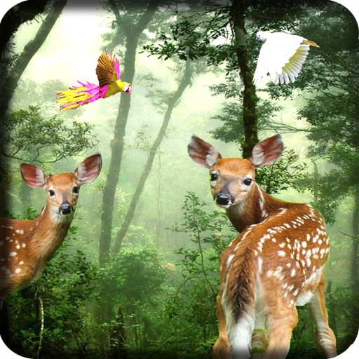 Rain Forest Live Wallpaper 1.12