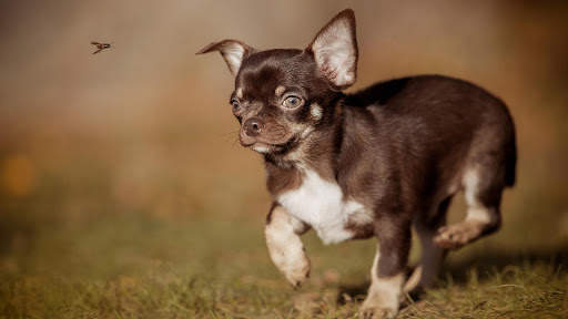Chihuahua Wallpaper HD & 4k Backgrounds screenshot 23