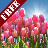Tulip Field Free LWP
